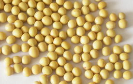 央視 轉基因食品安全性獲世界公認