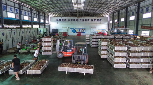 鉚足勁拼生產(chǎn) 從化荔枝加工量將突破2萬噸